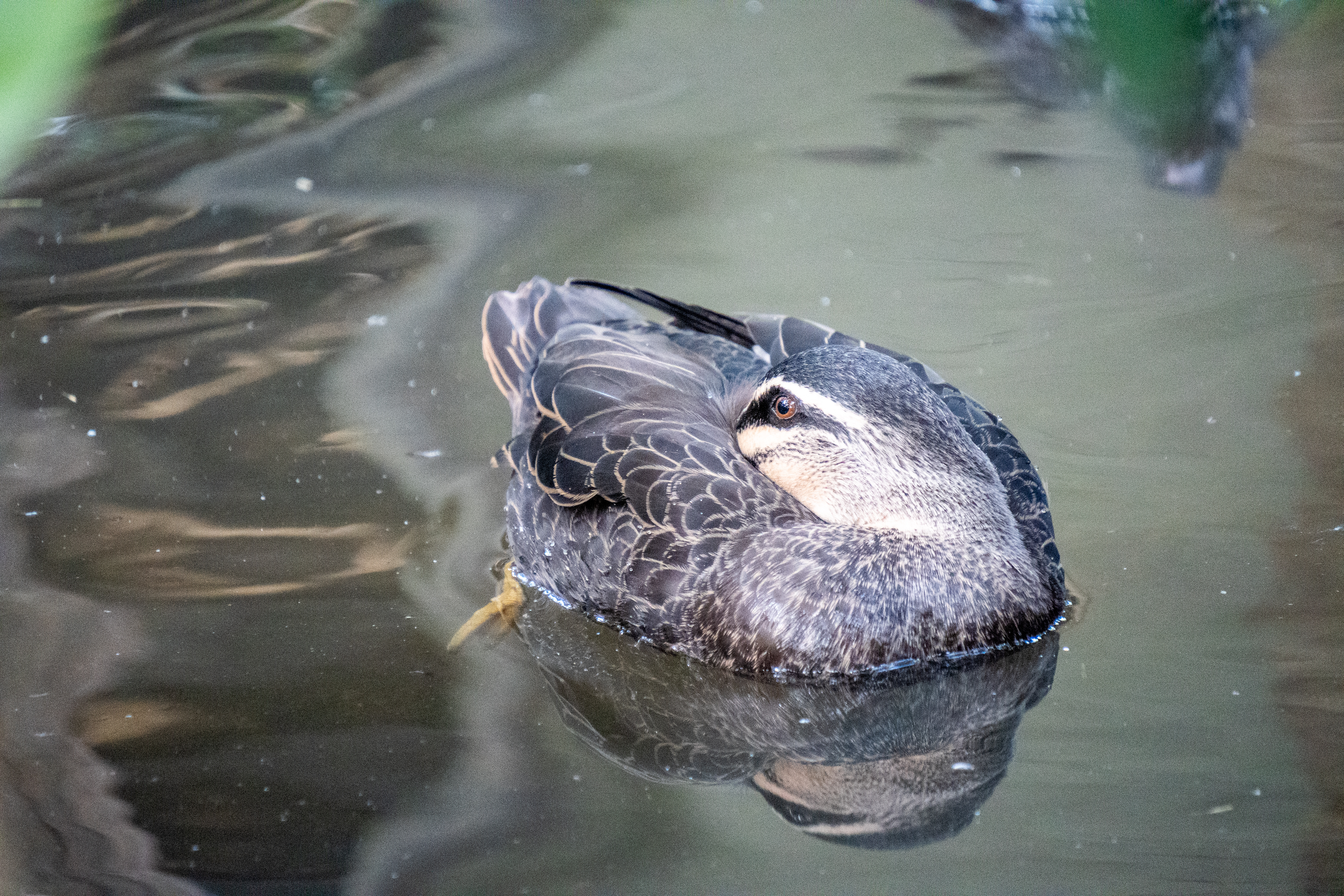 Australia Wildlife — photograph 5