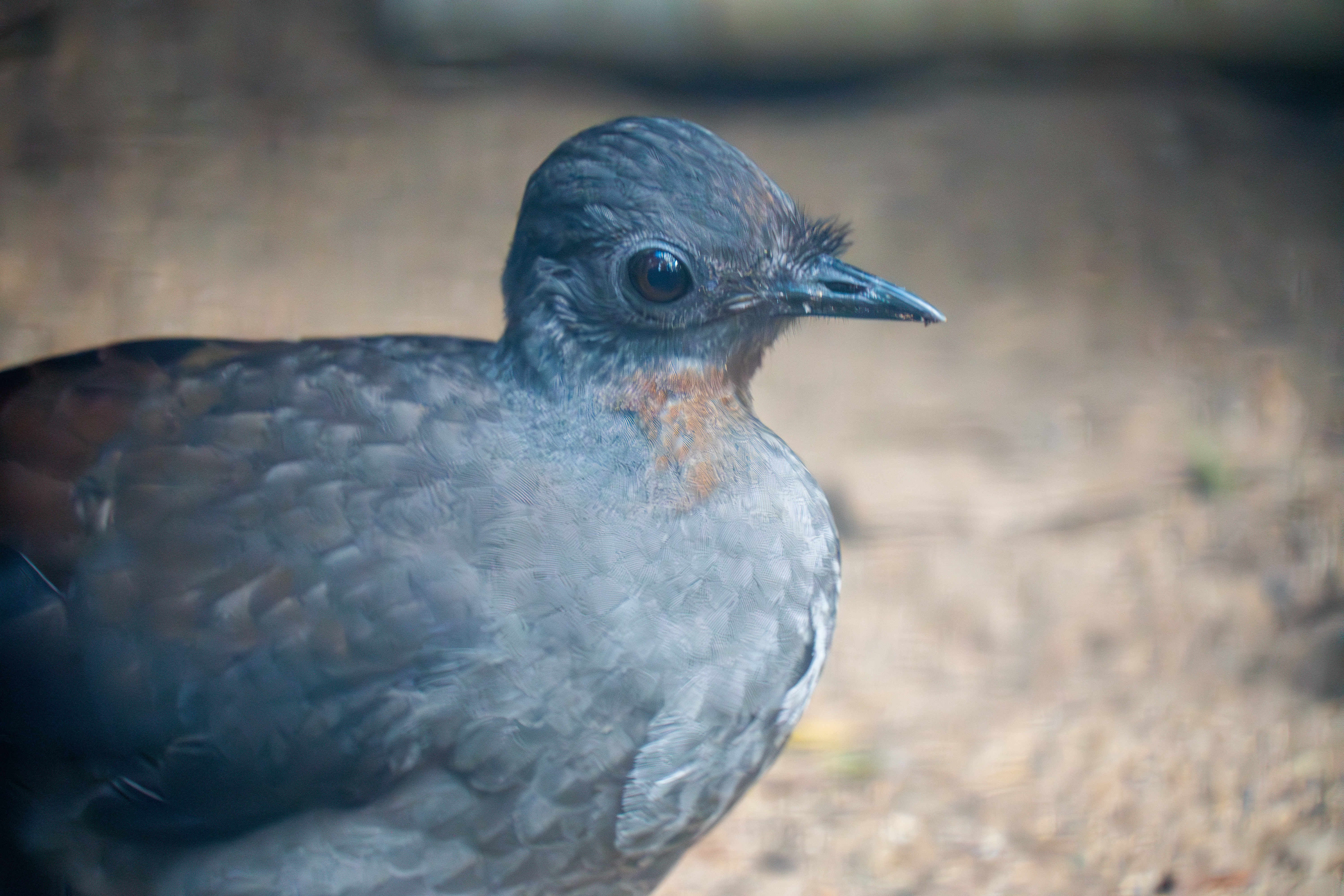 Australia Wildlife — photograph 6