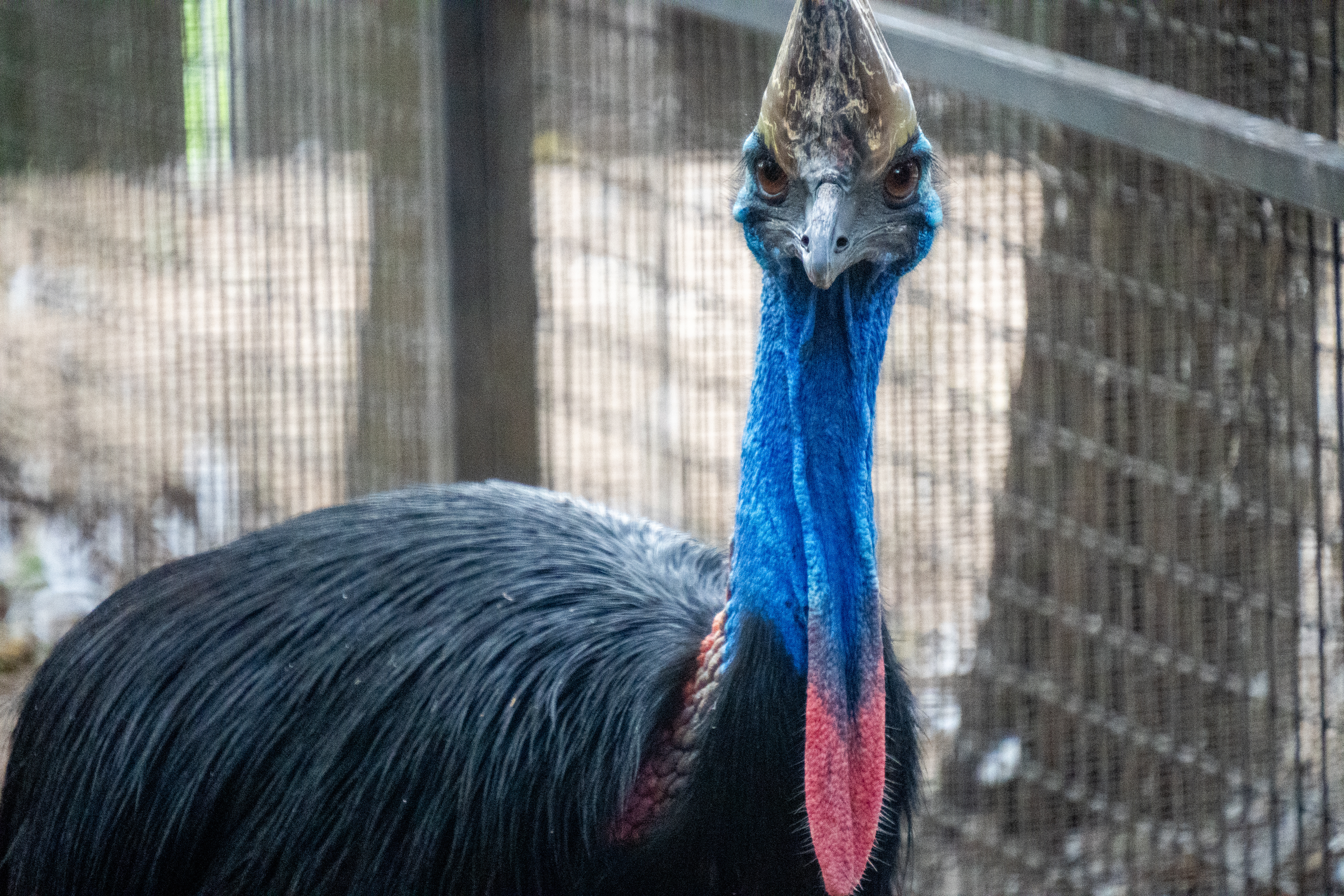 Australia Wildlife — photograph 8