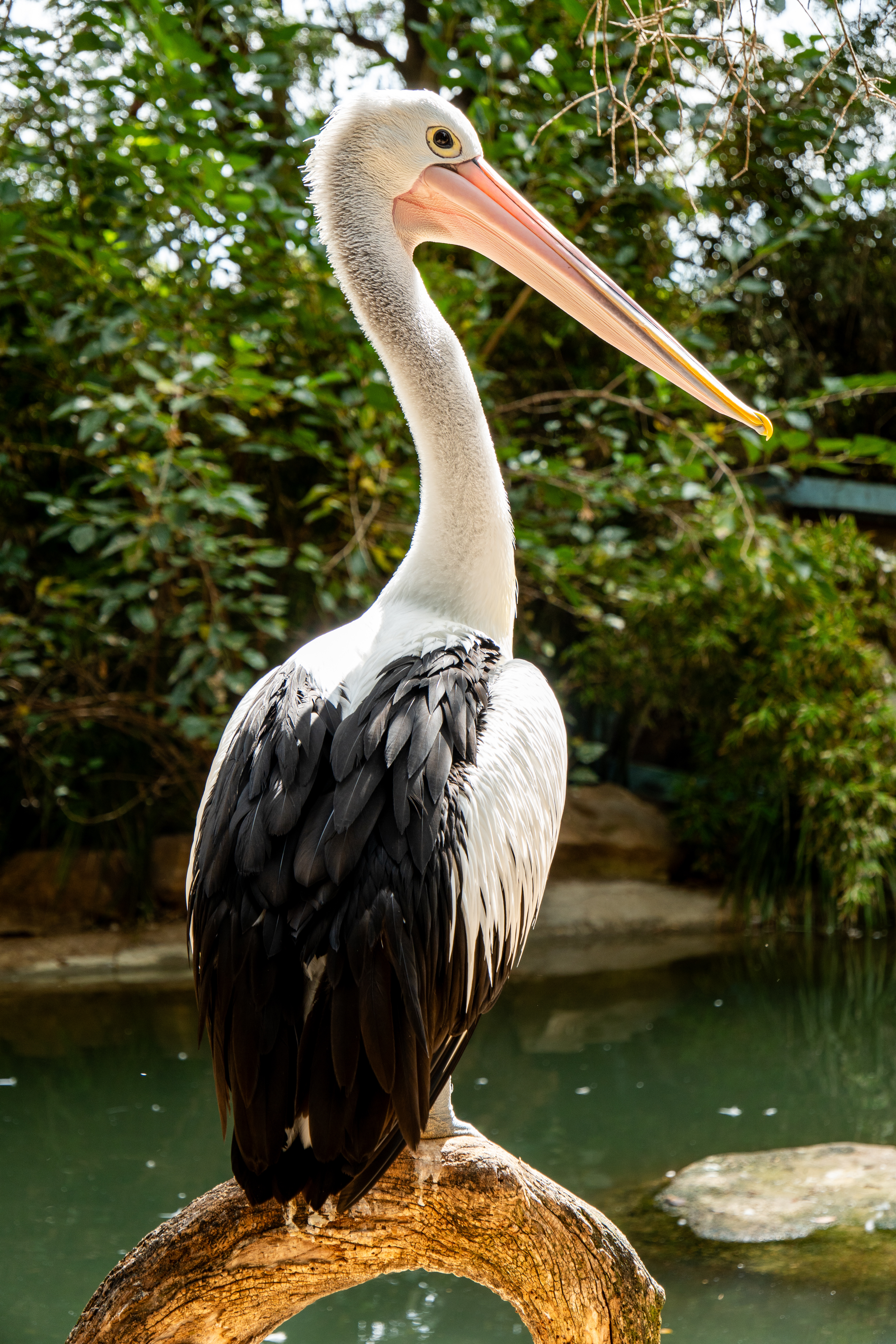 Australia Wildlife — photograph 10