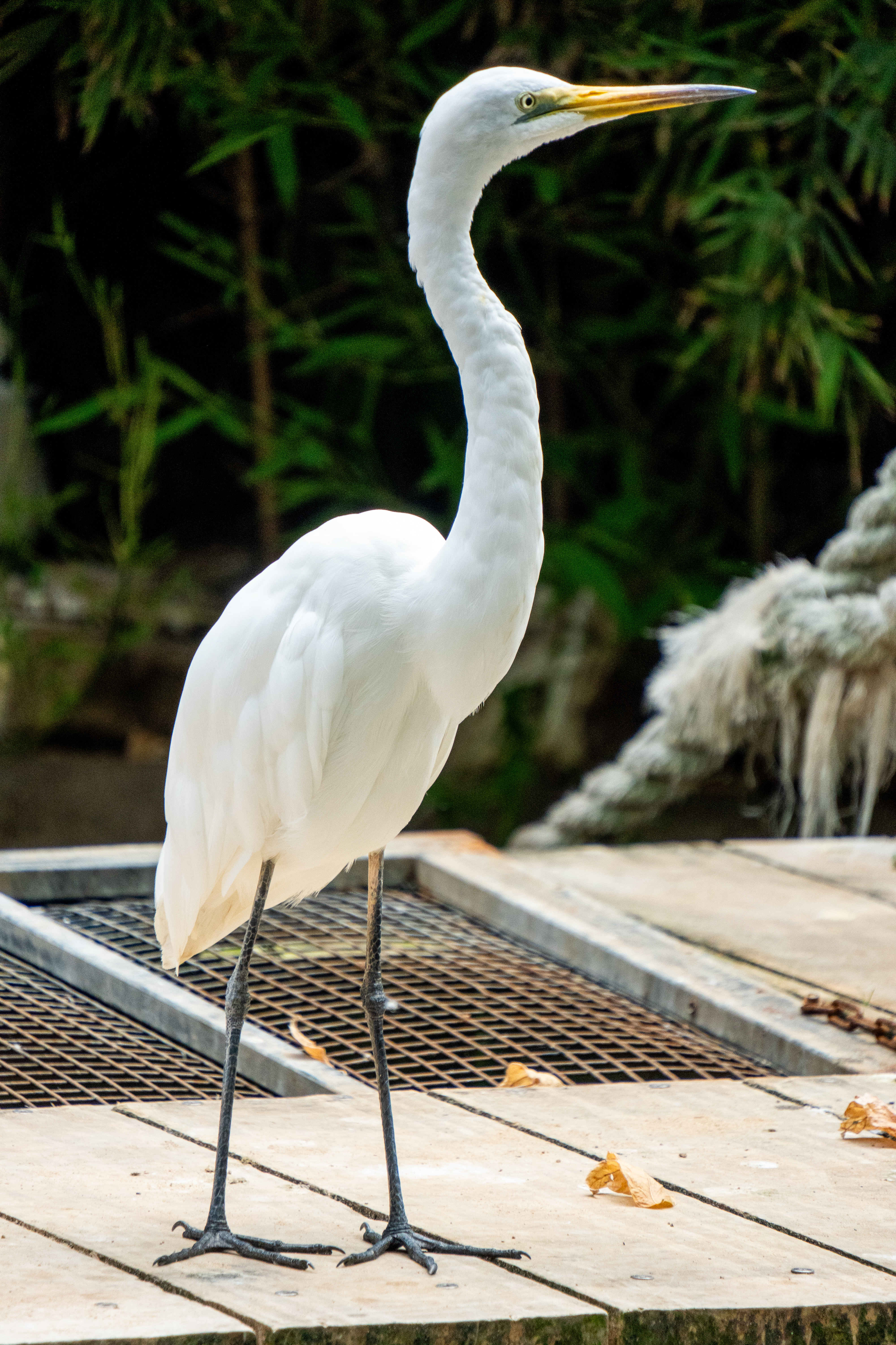 Australia Wildlife — photograph 11