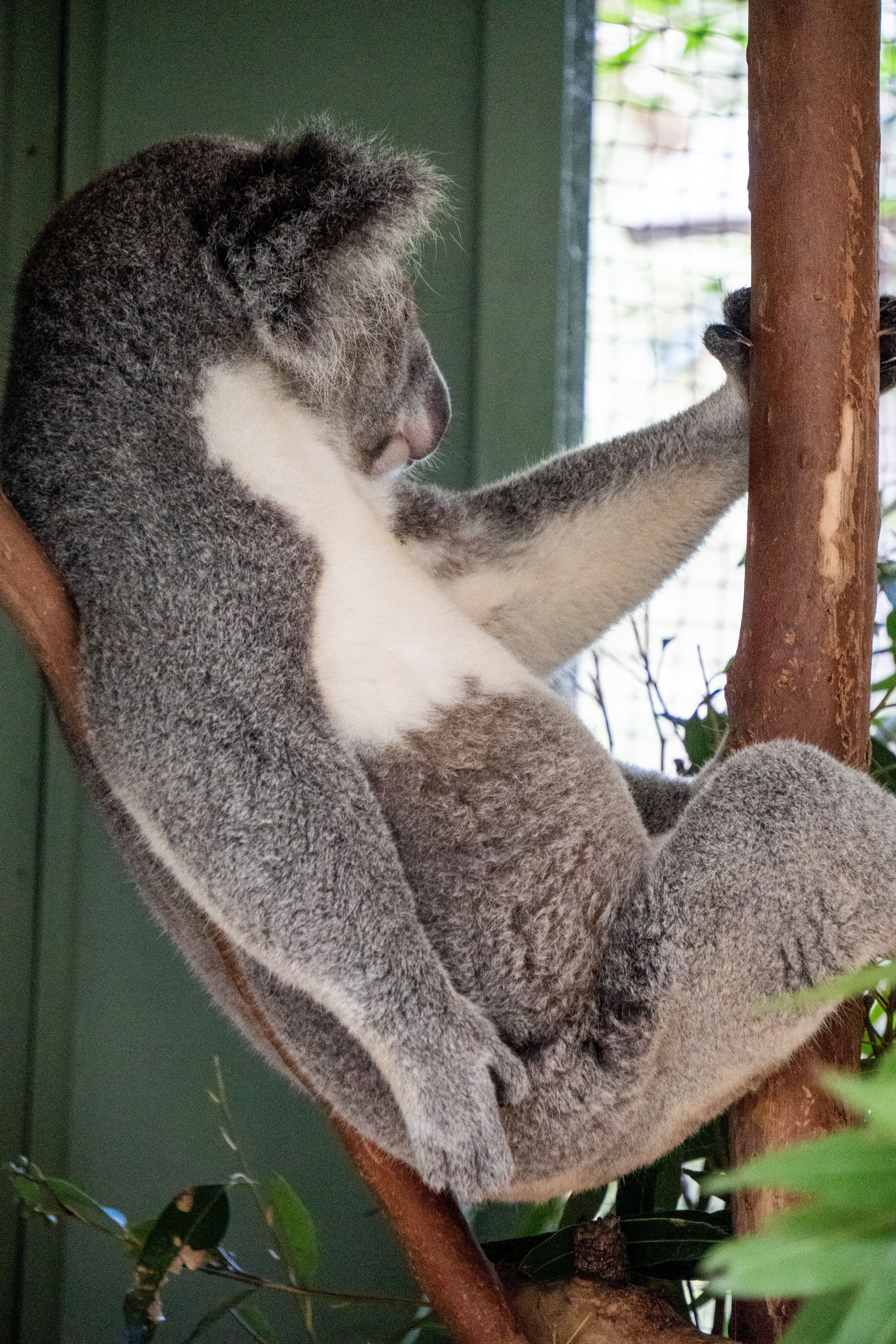 Australia Wildlife — photograph 12