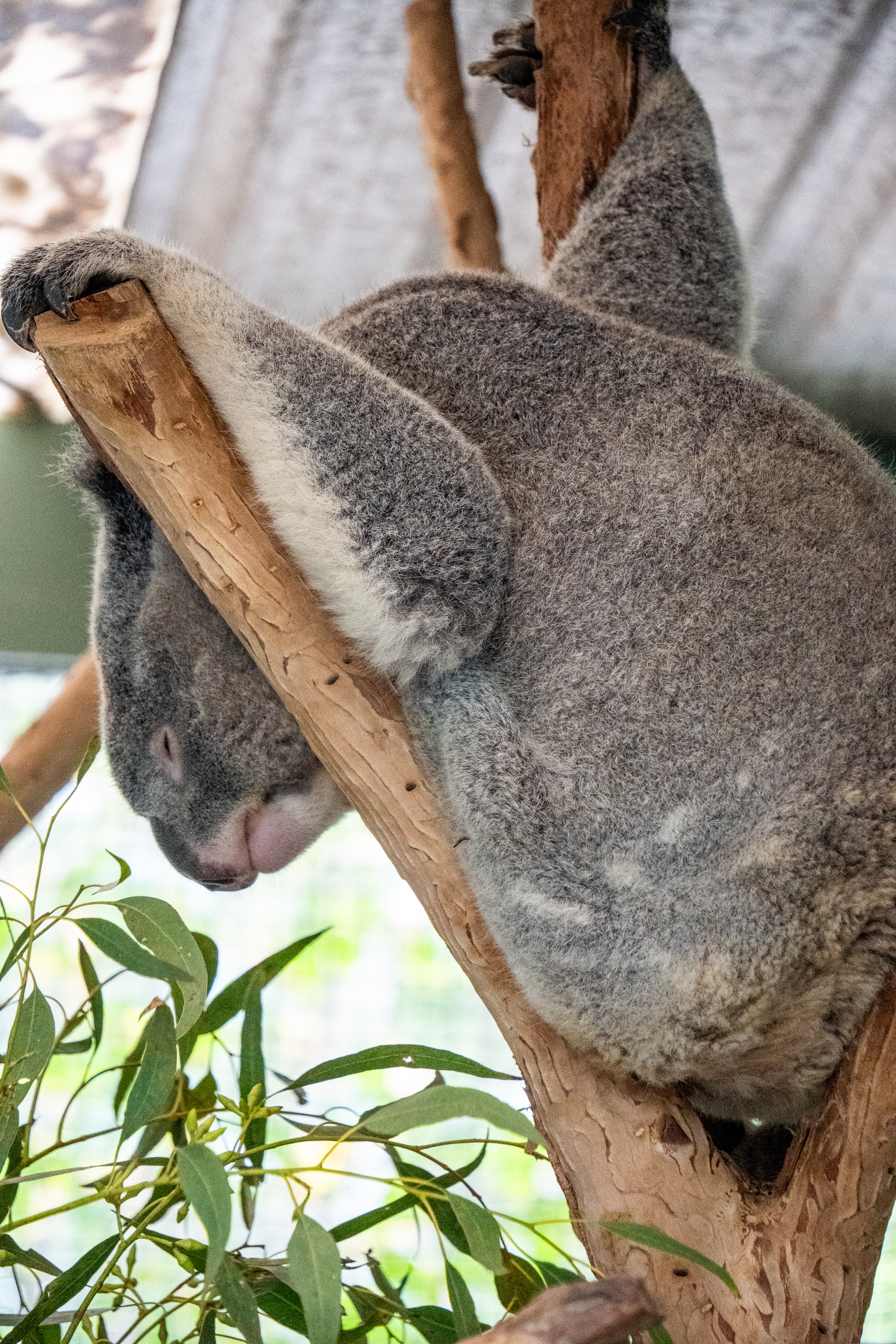 Australia Wildlife — photograph 13