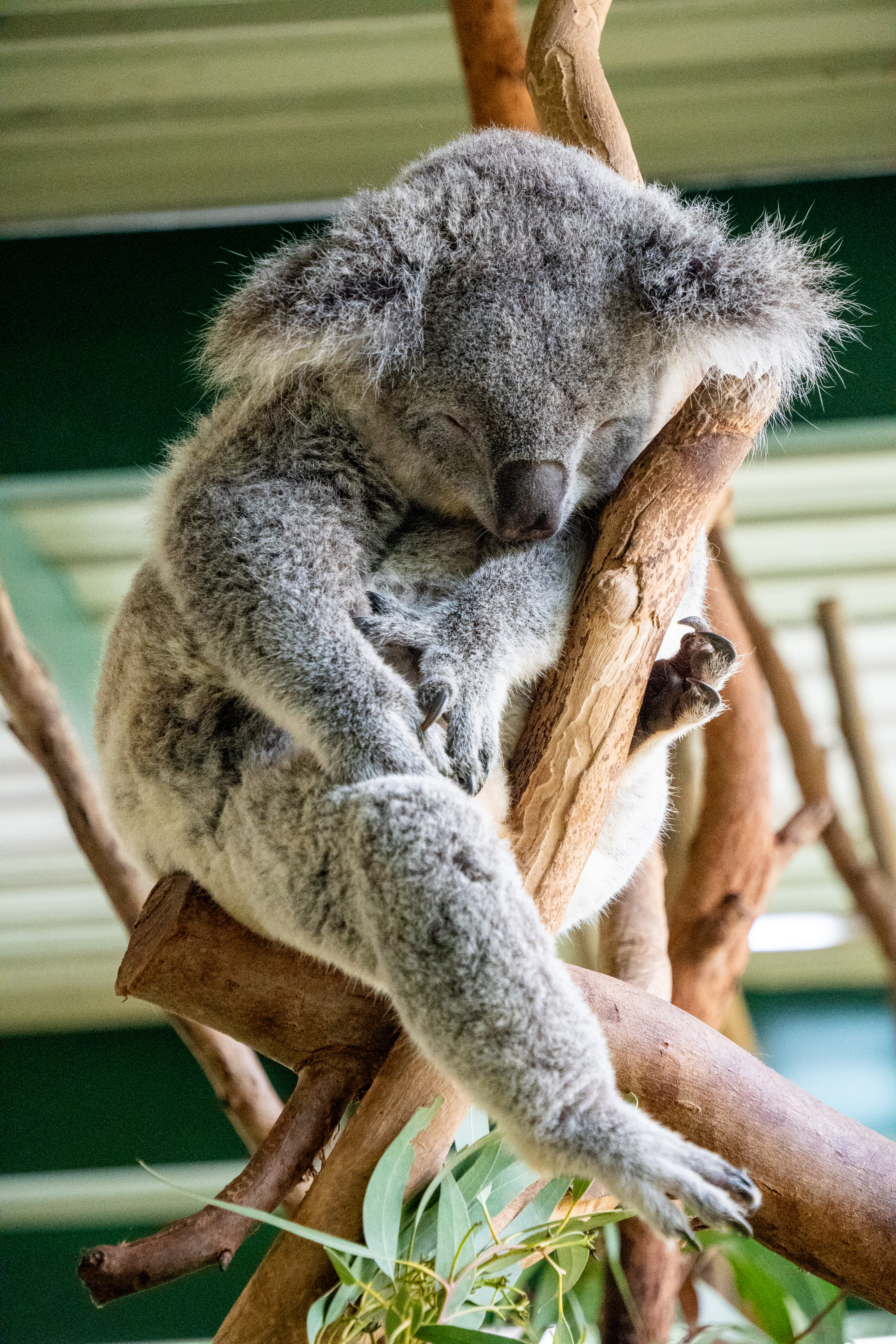 Australia Wildlife — photograph 15