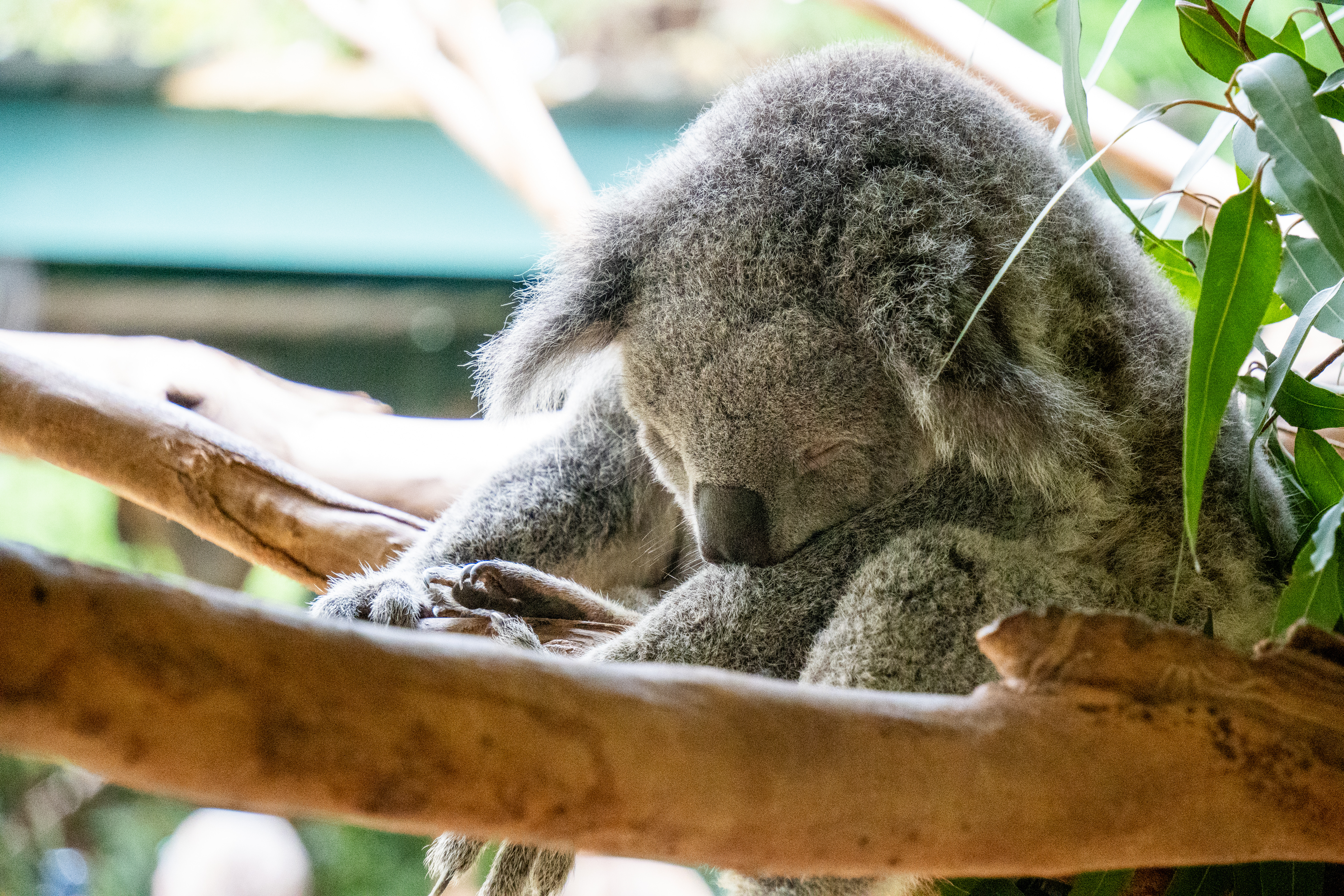 Australia Wildlife — photograph 2