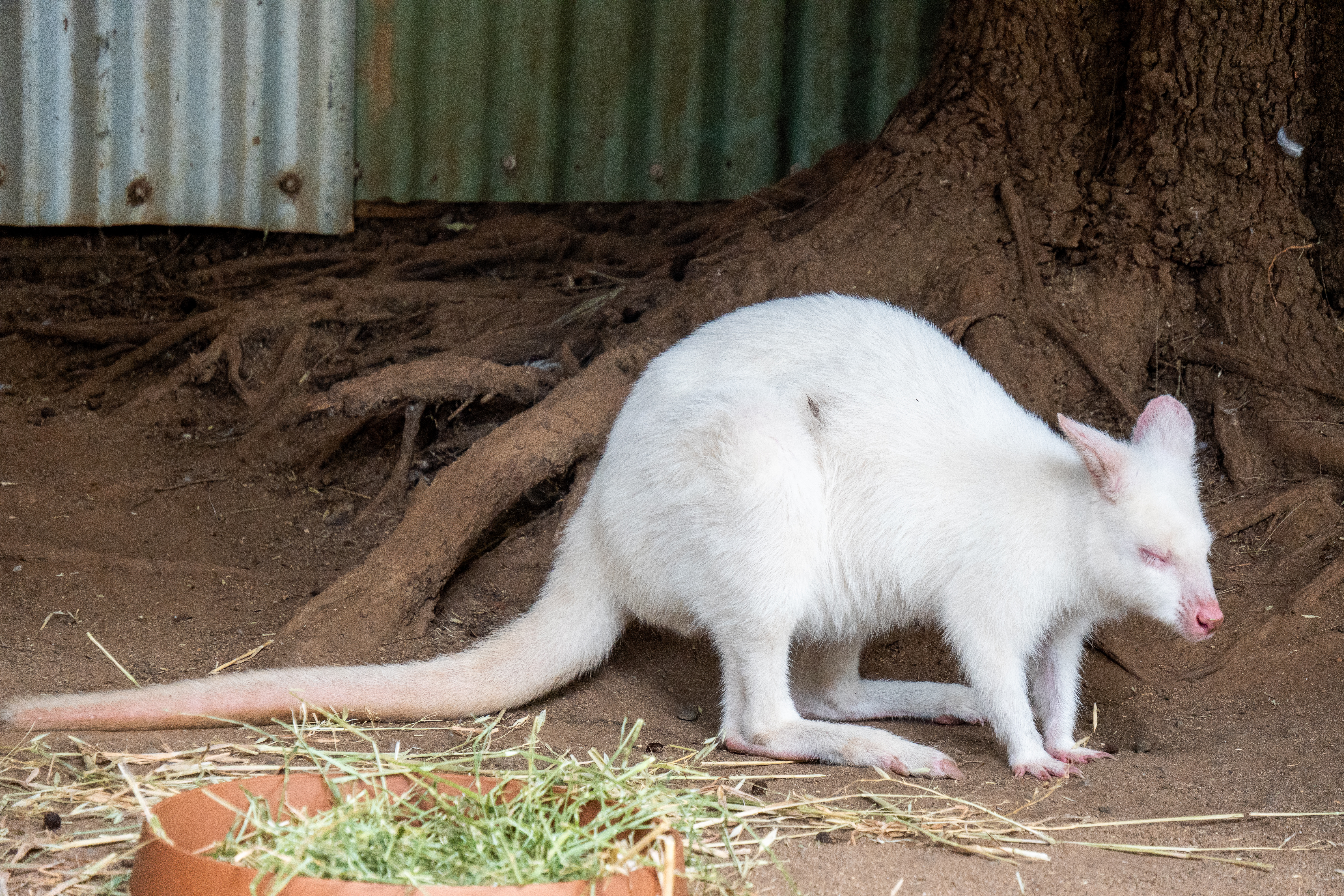 Australia Wildlife — photograph 16