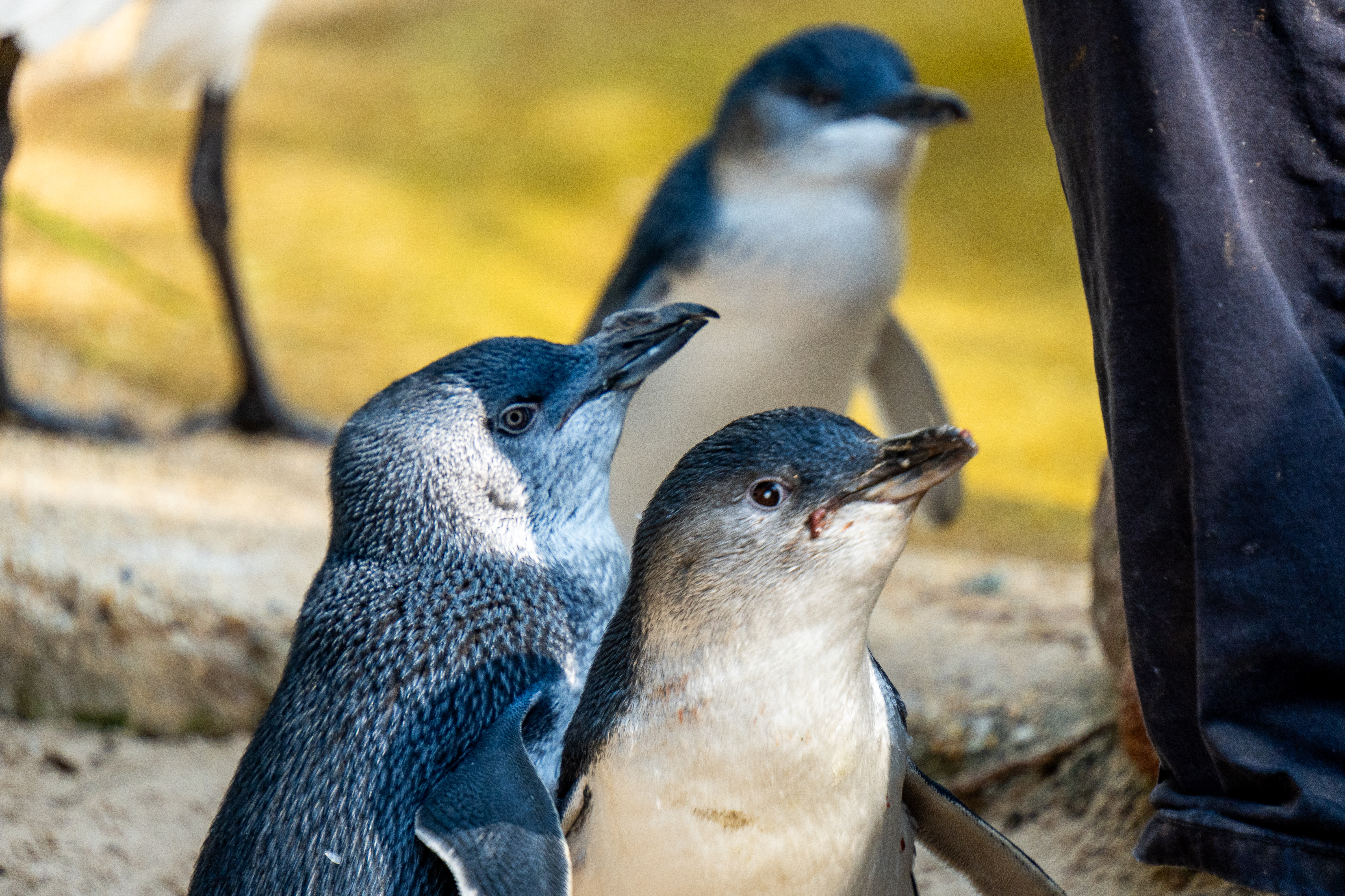 Australia Wildlife — photograph 17