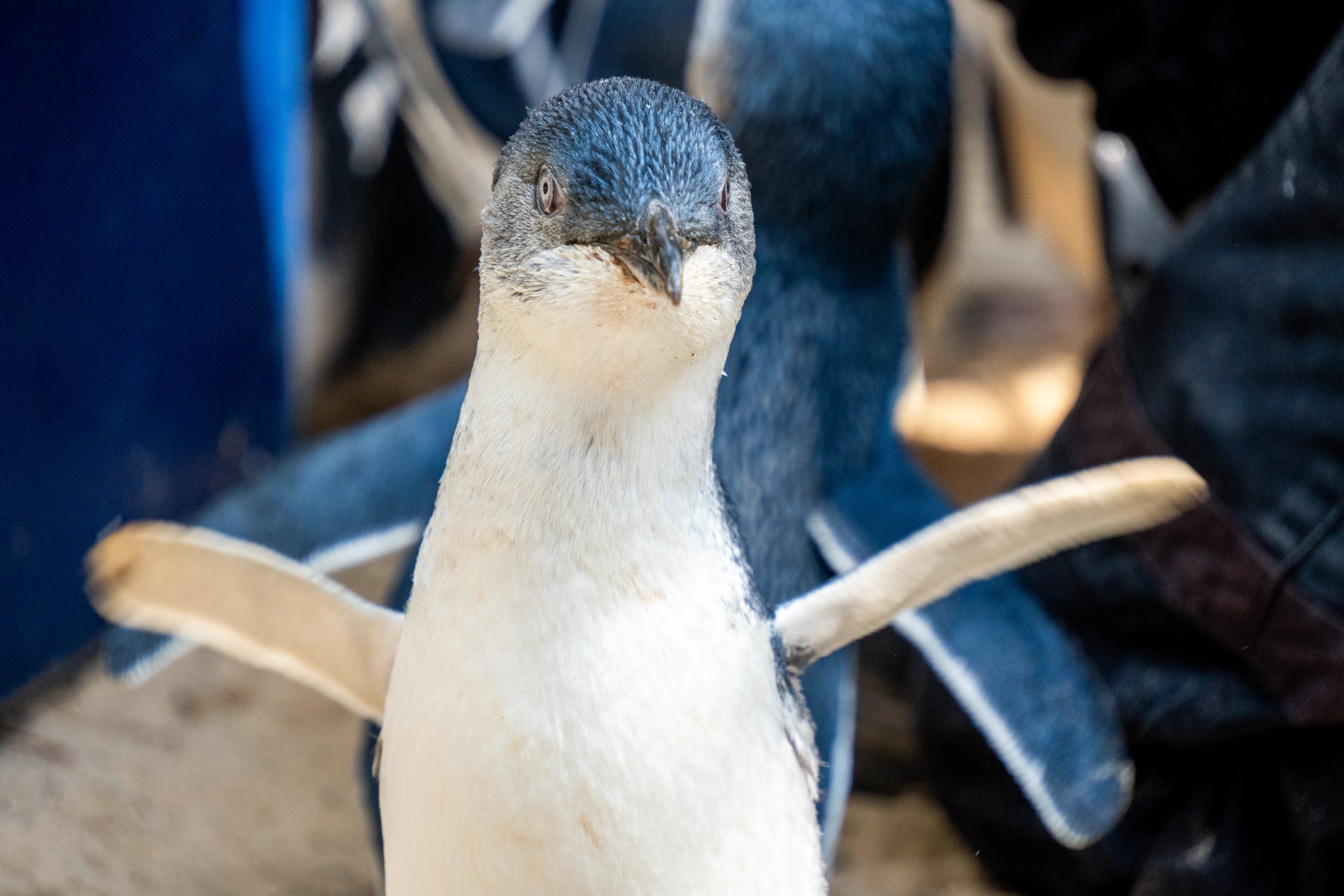 Australia Wildlife — photograph 18