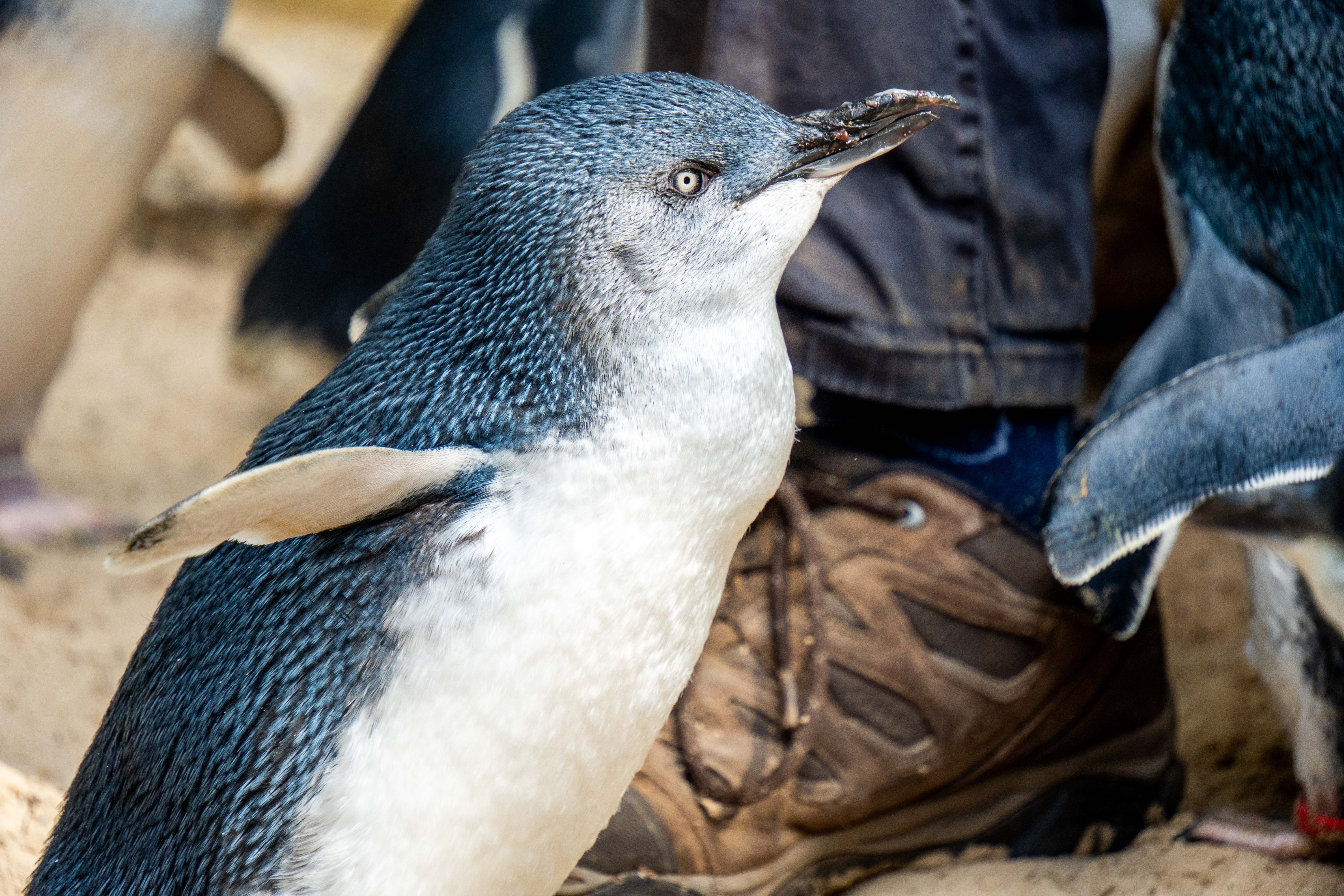 Australia Wildlife — photograph 19