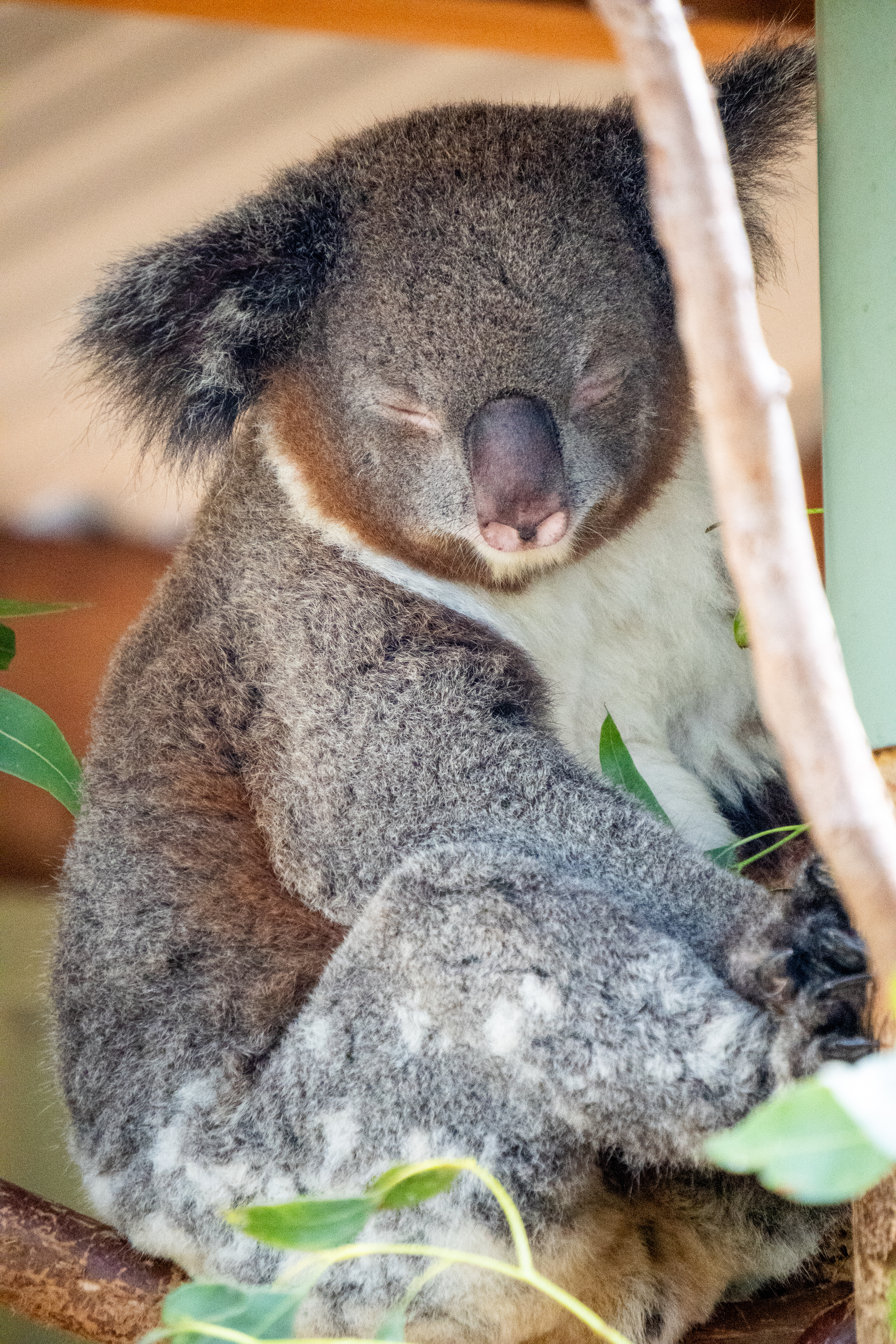 Australia Wildlife — photograph 22