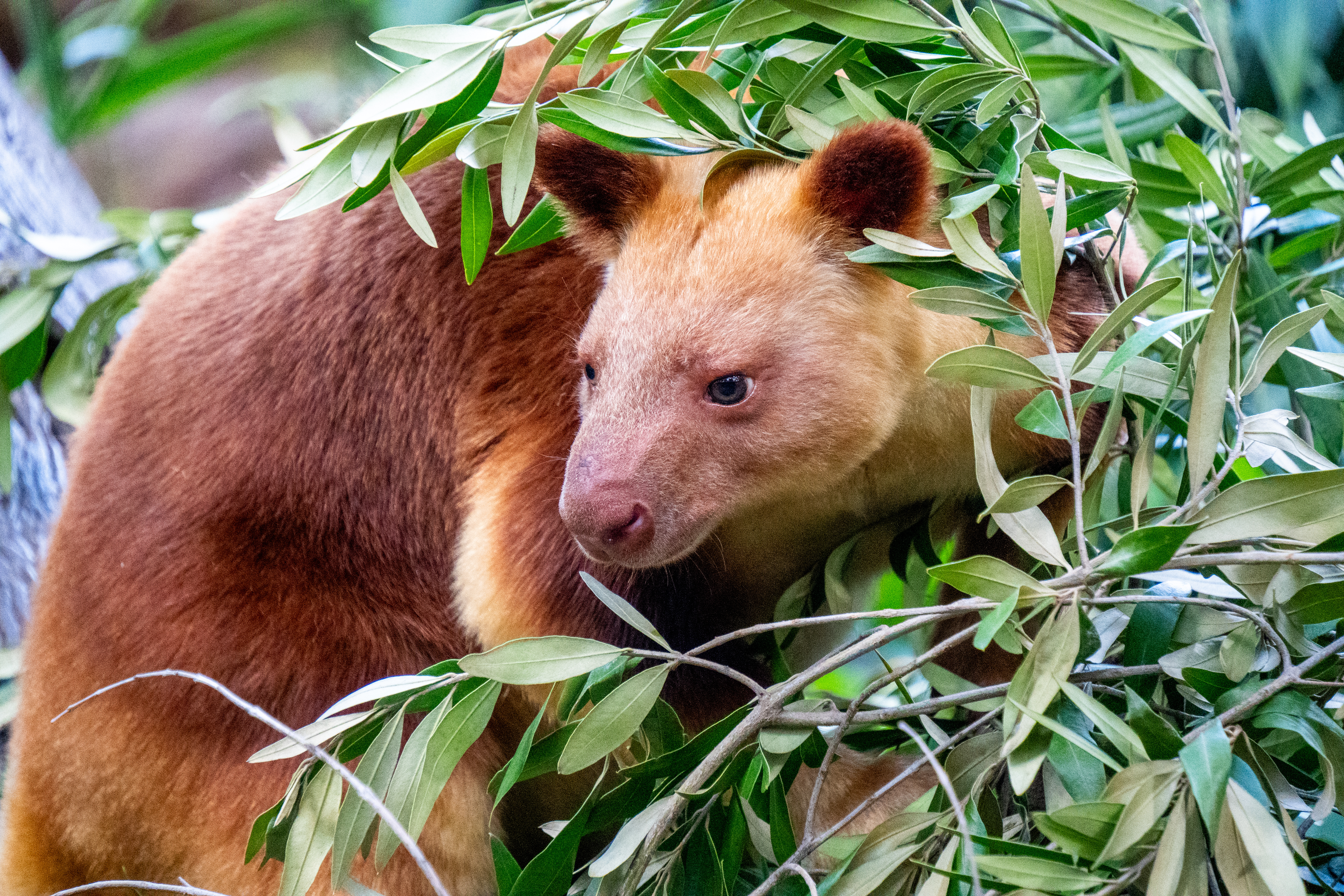 Australia Wildlife — photograph 23