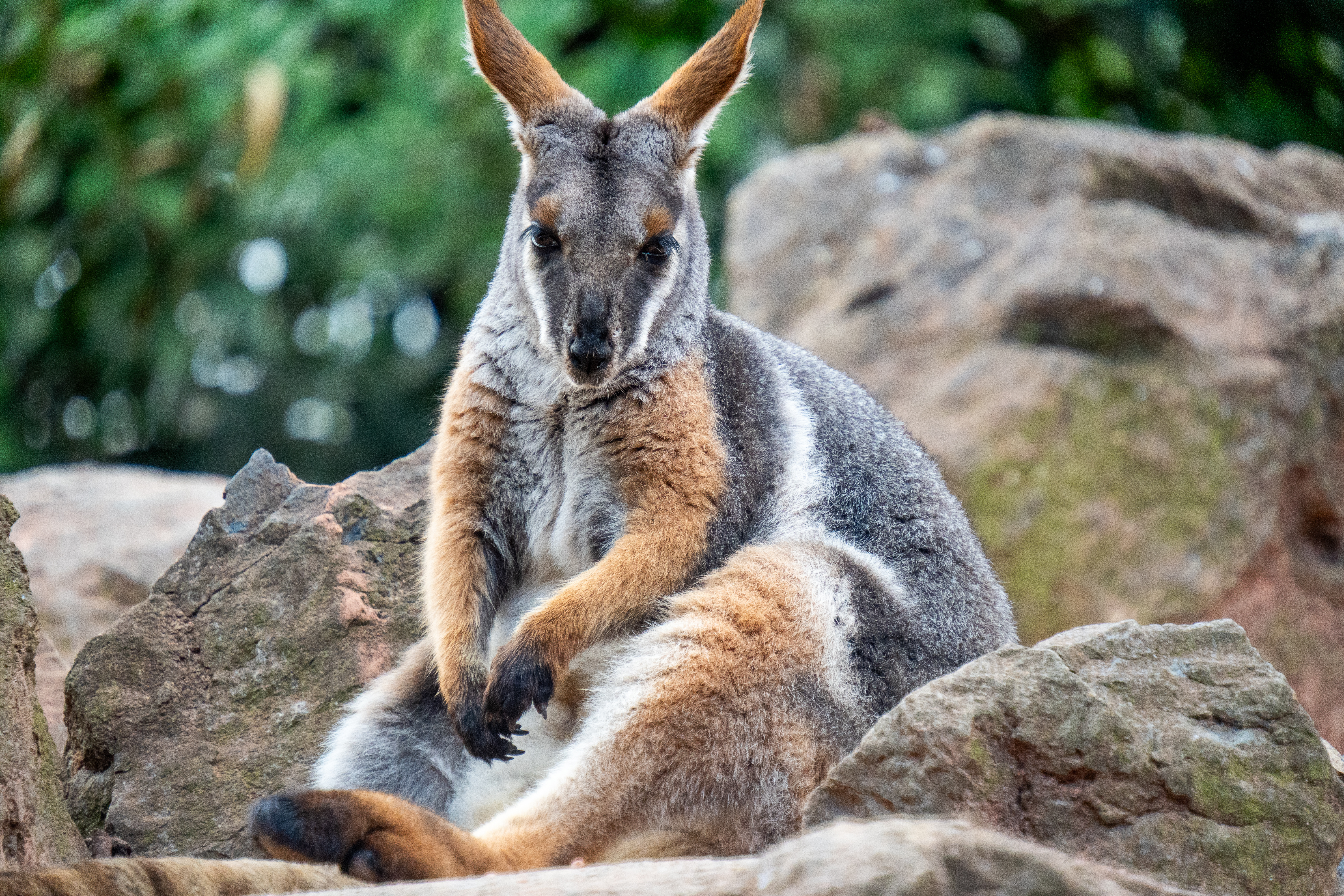 Australia Wildlife — photograph 25