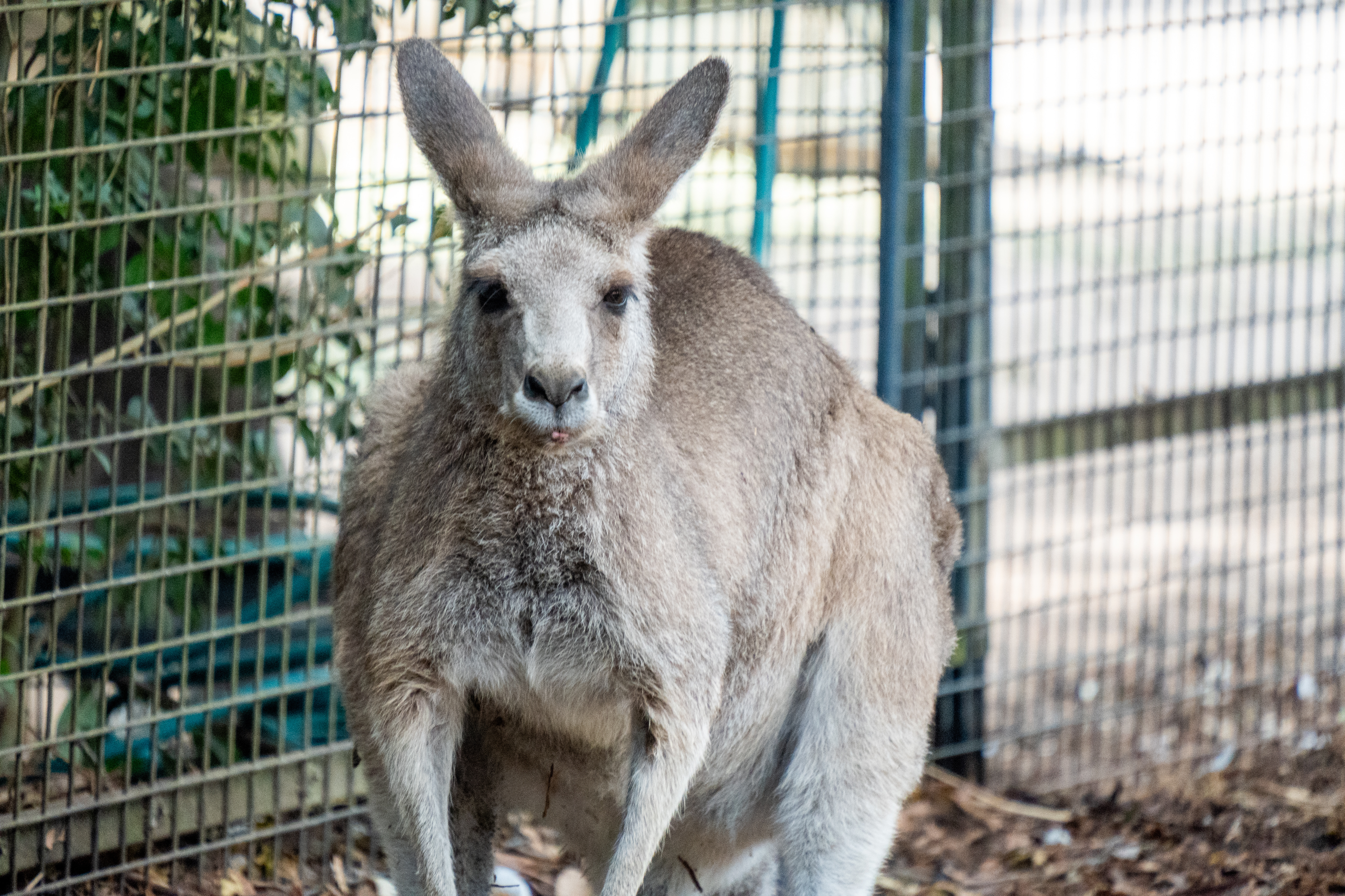 Australia Wildlife — photograph 26