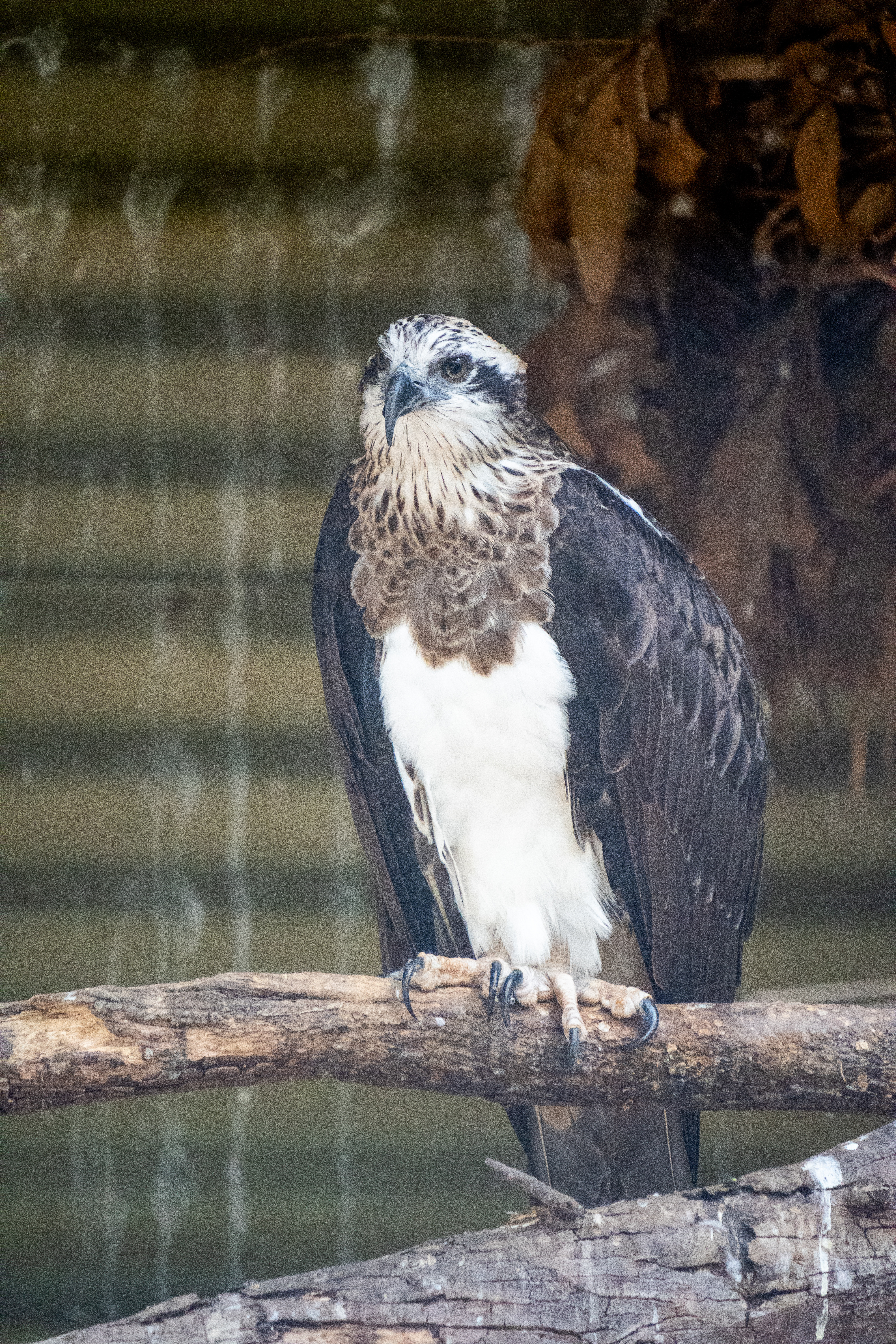 Australia Wildlife — photograph 27