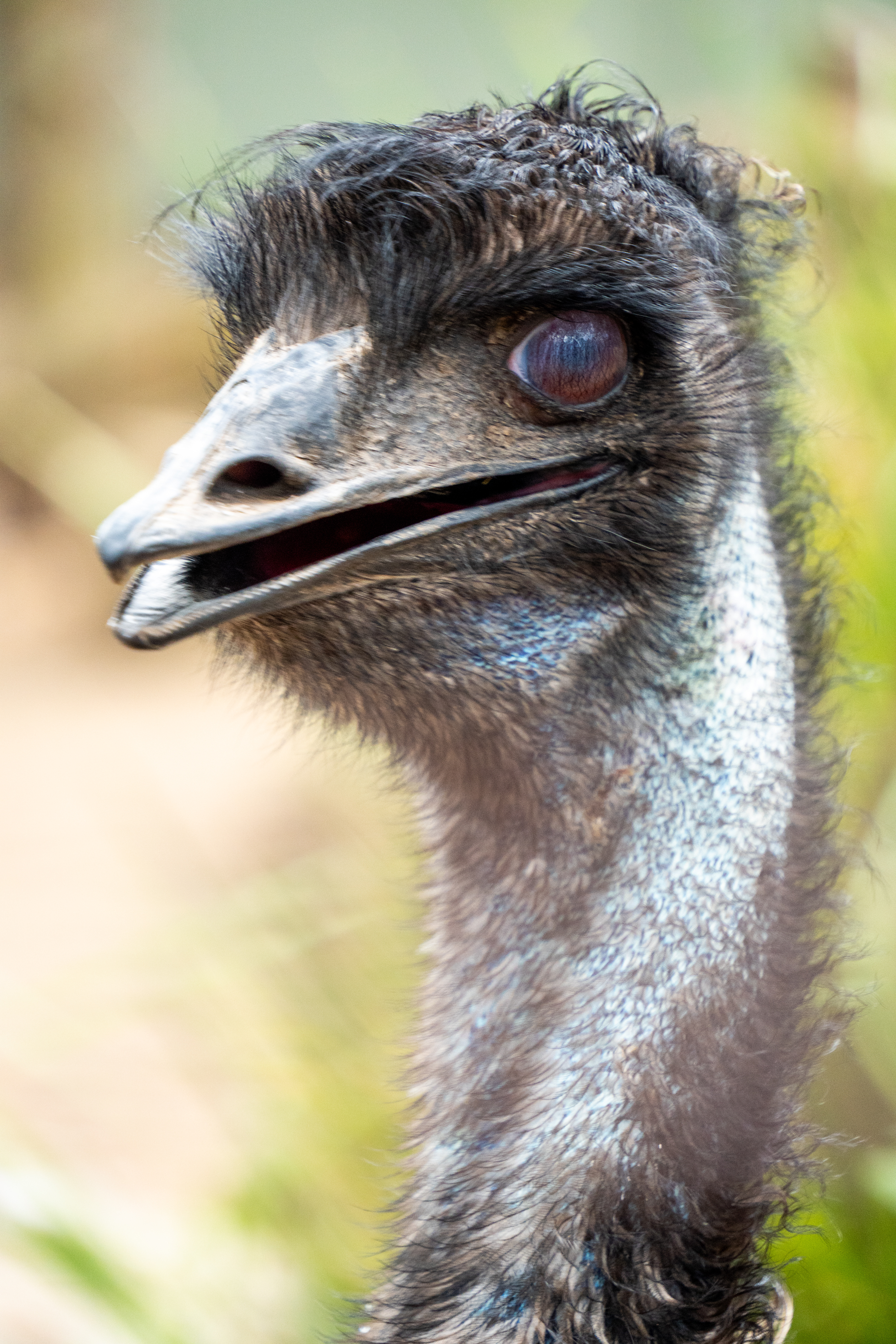 Australia Wildlife — photograph 28