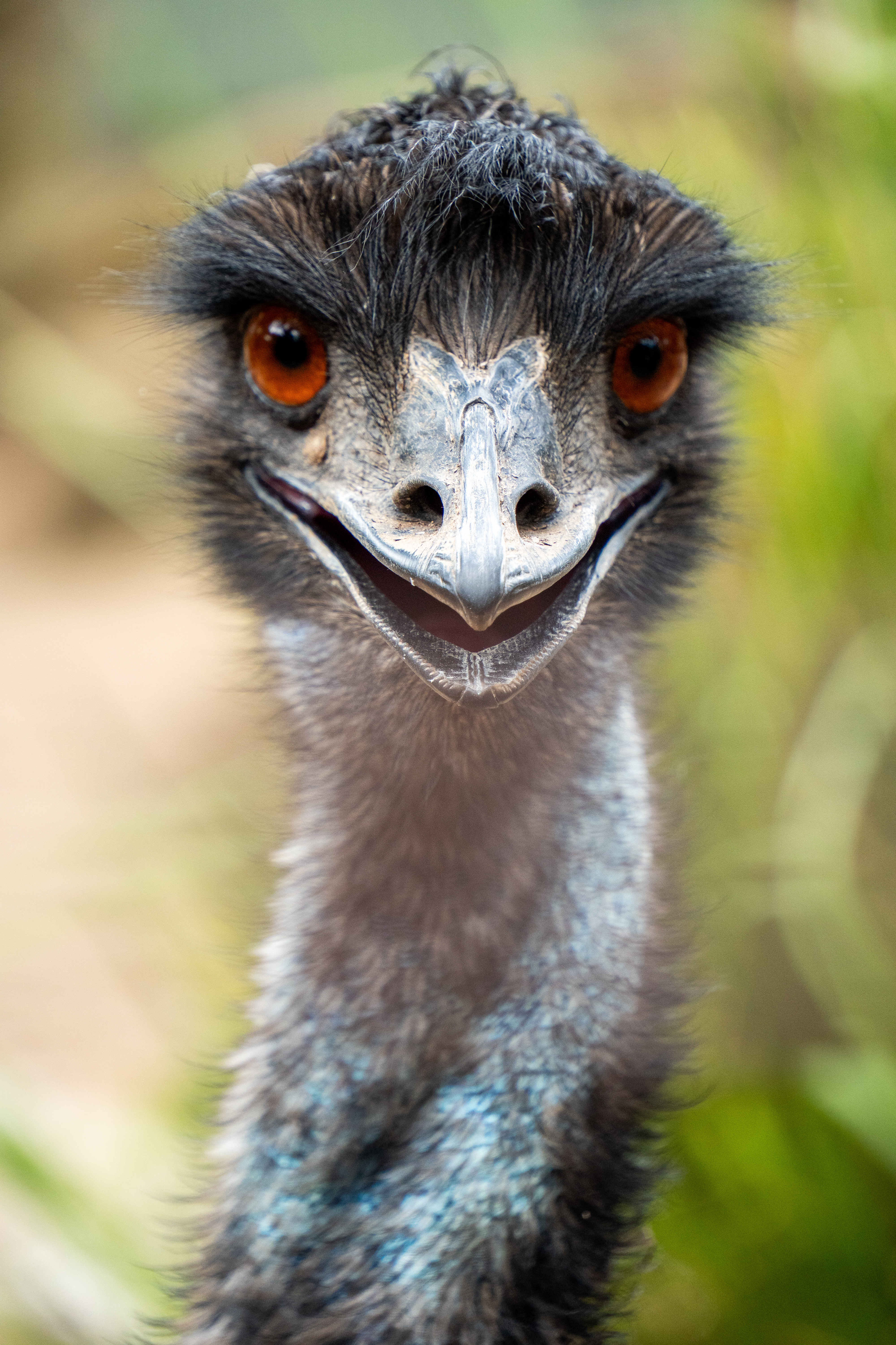 Australia Wildlife — photograph 29