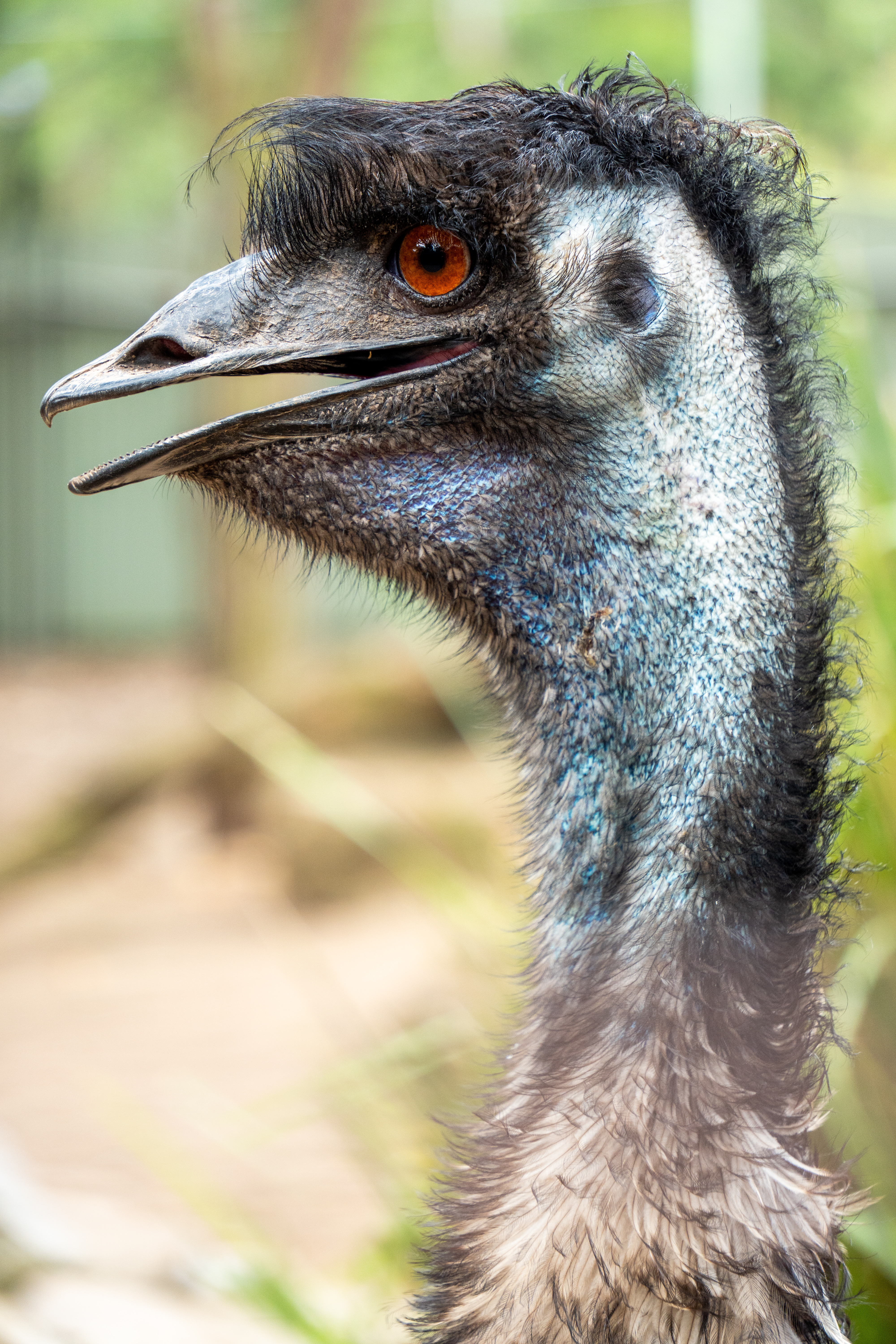 Australia Wildlife — photograph 30