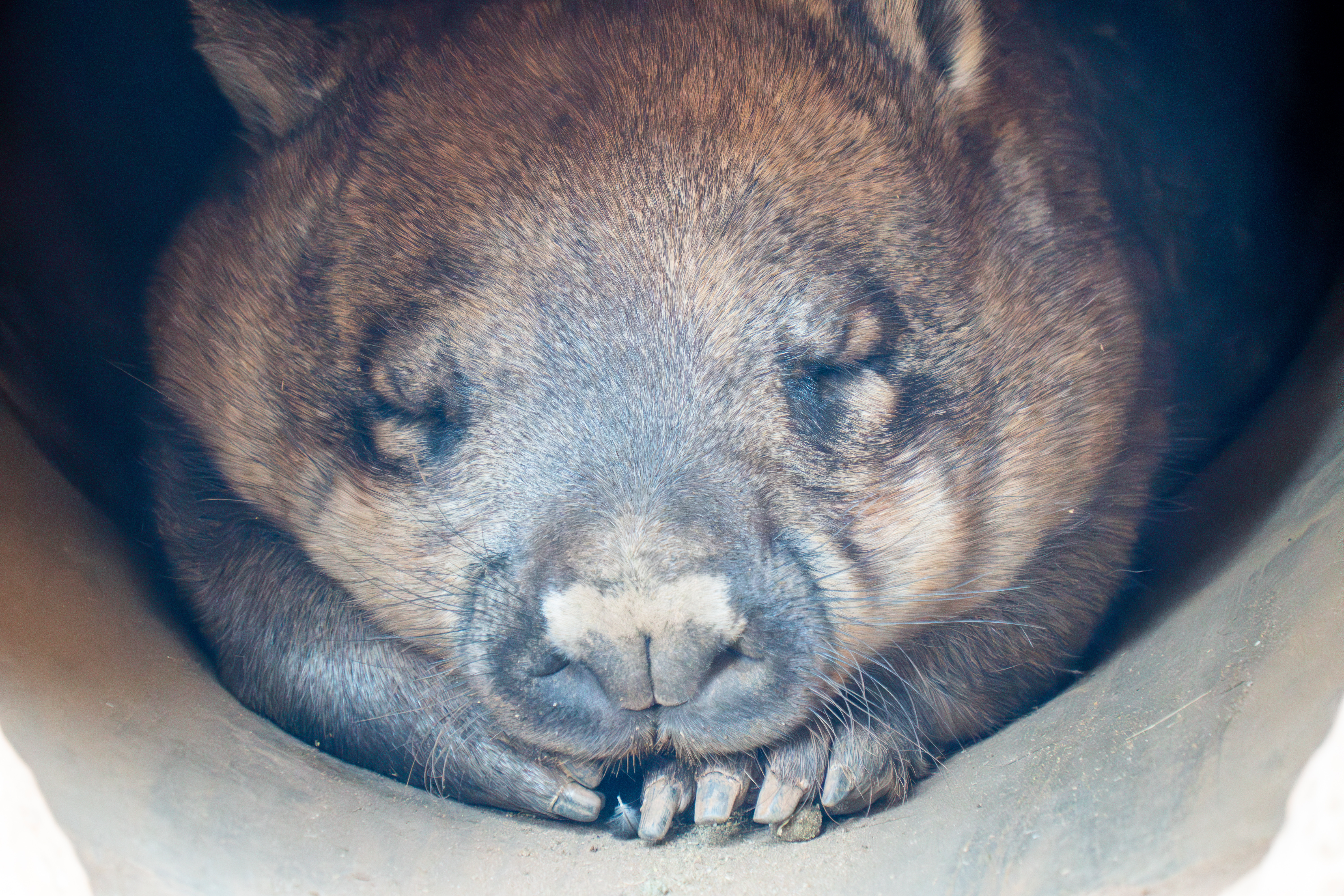 Australia Wildlife — photograph 31