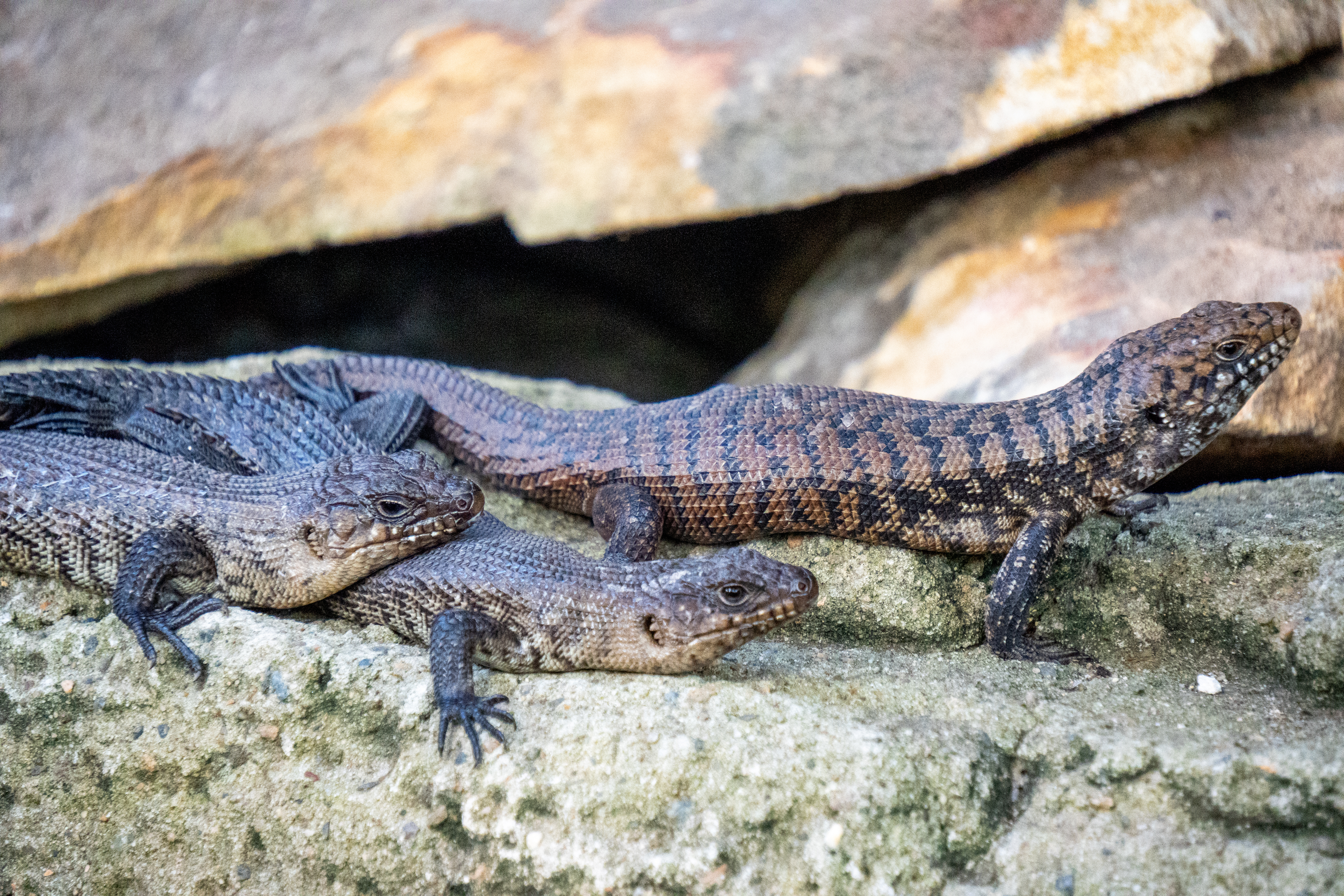 Australia Wildlife — photograph 32