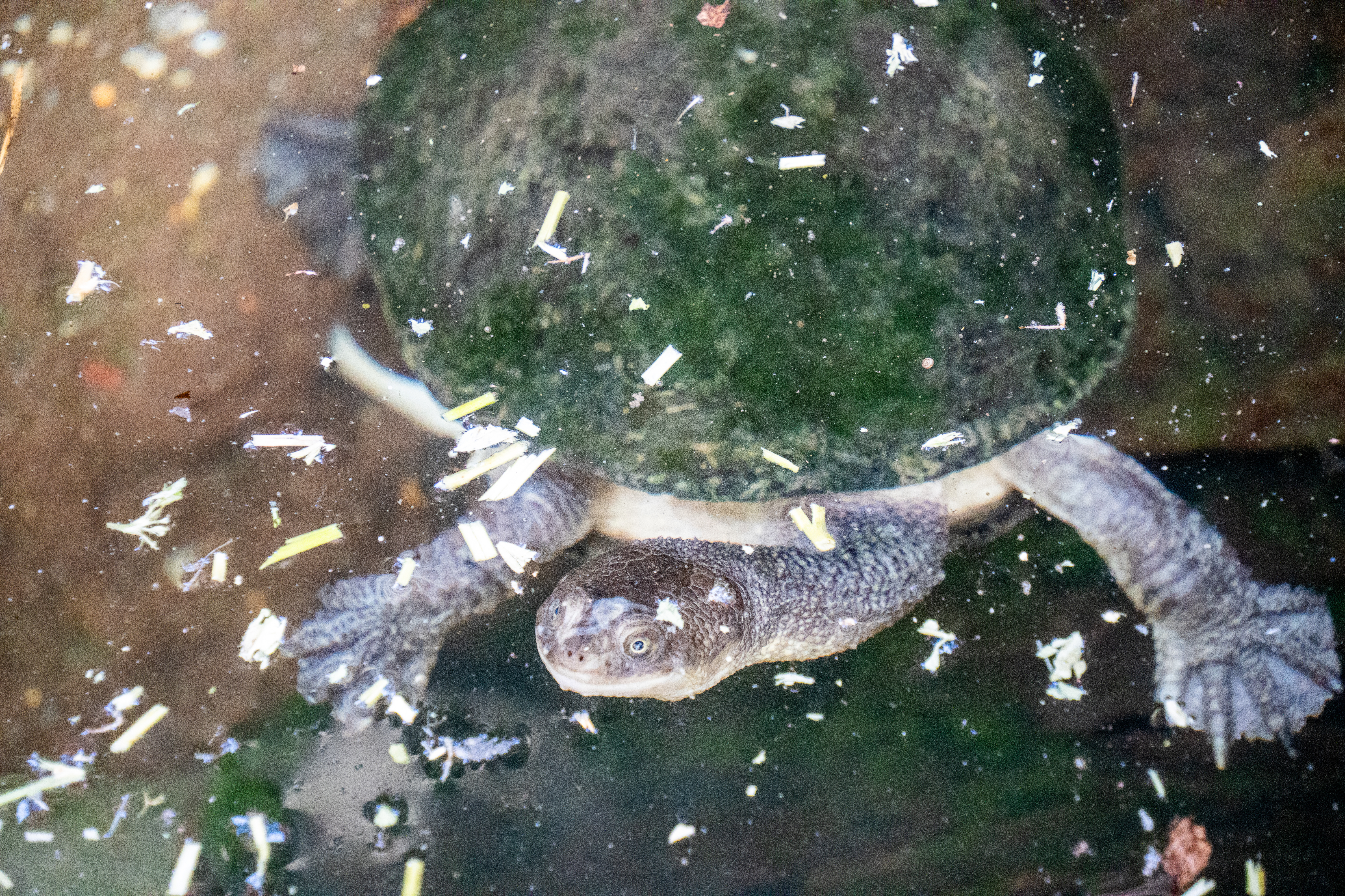 Australia Wildlife — photograph 33