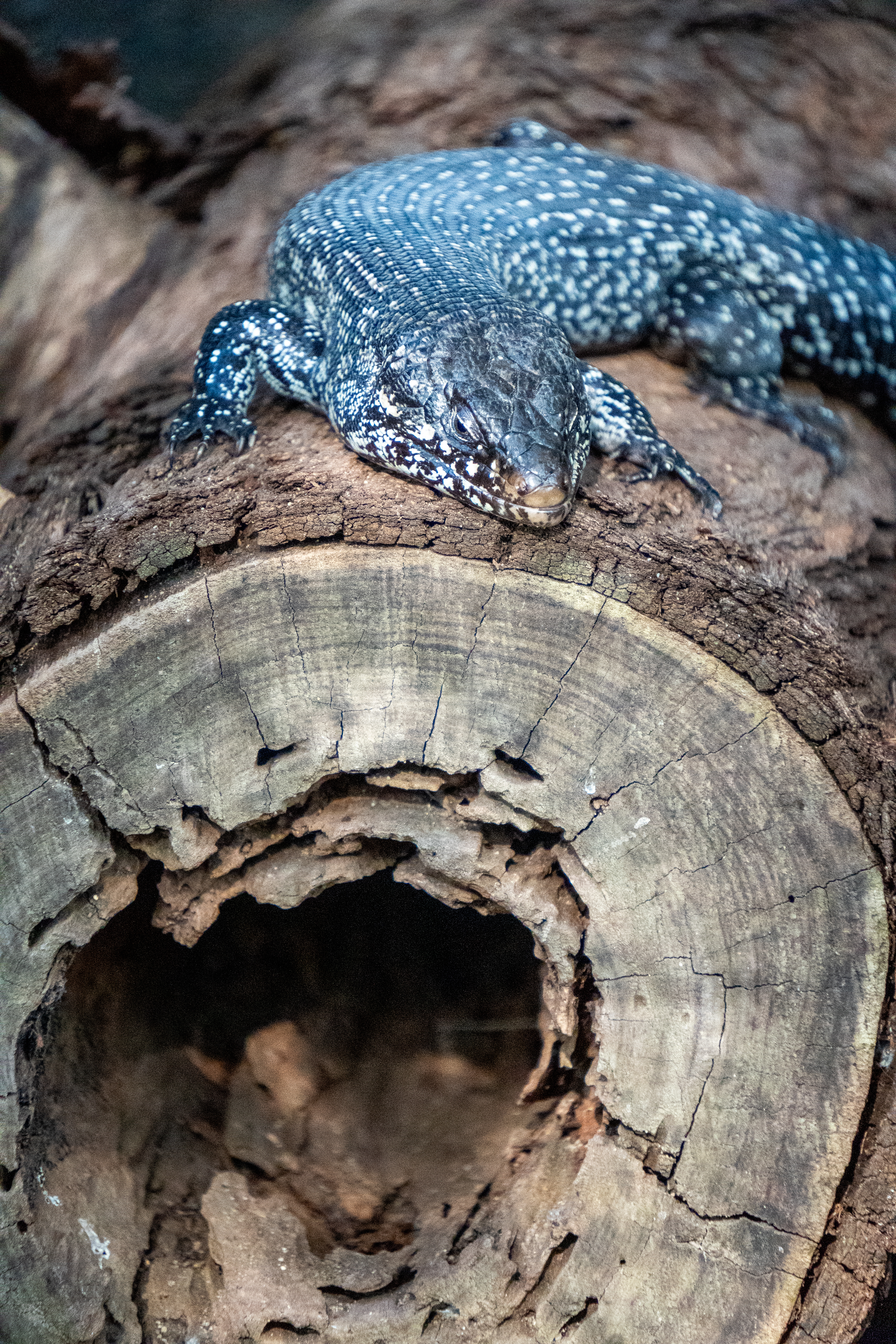 Australia Wildlife — photograph 34