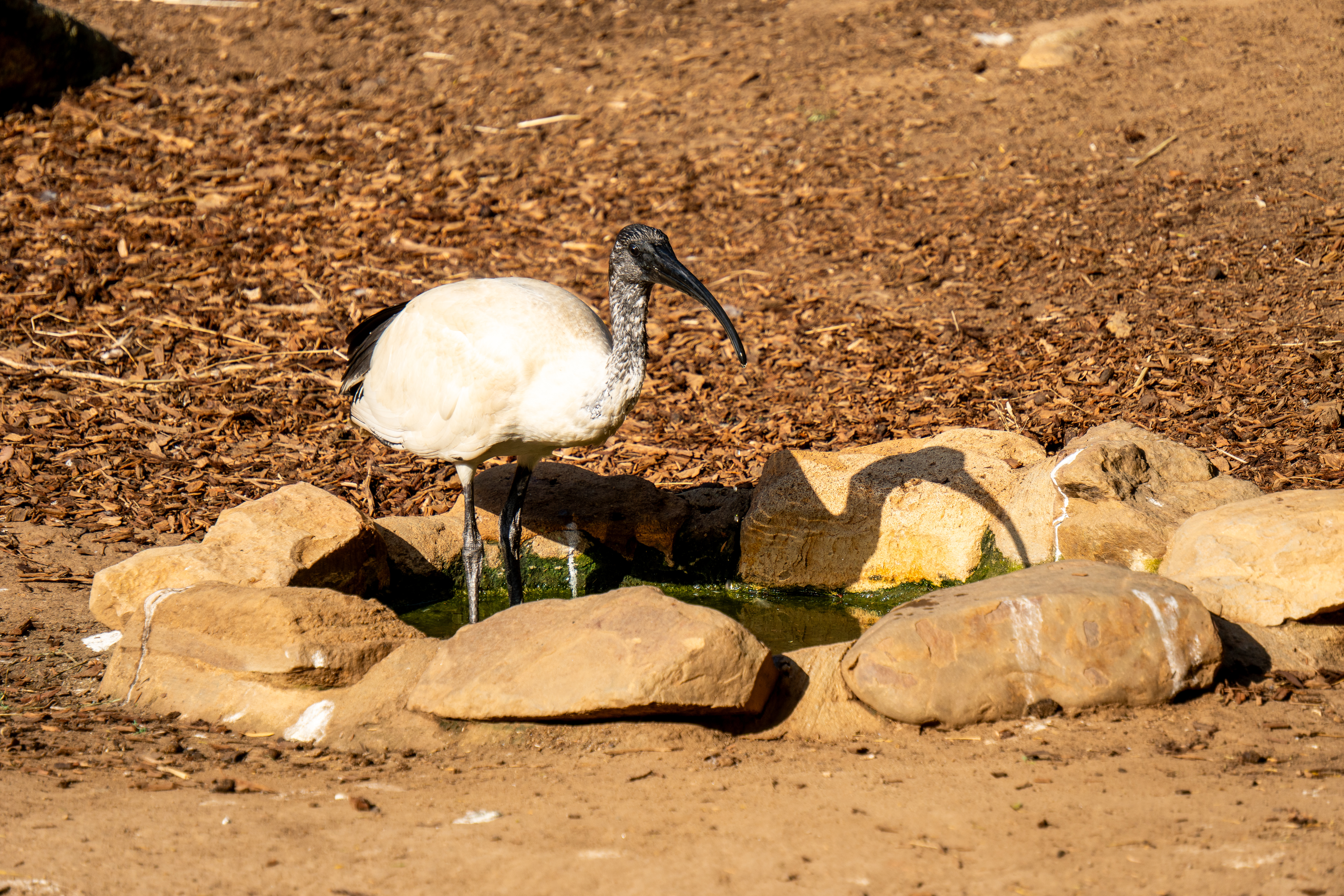 Australia Wildlife — photograph 35