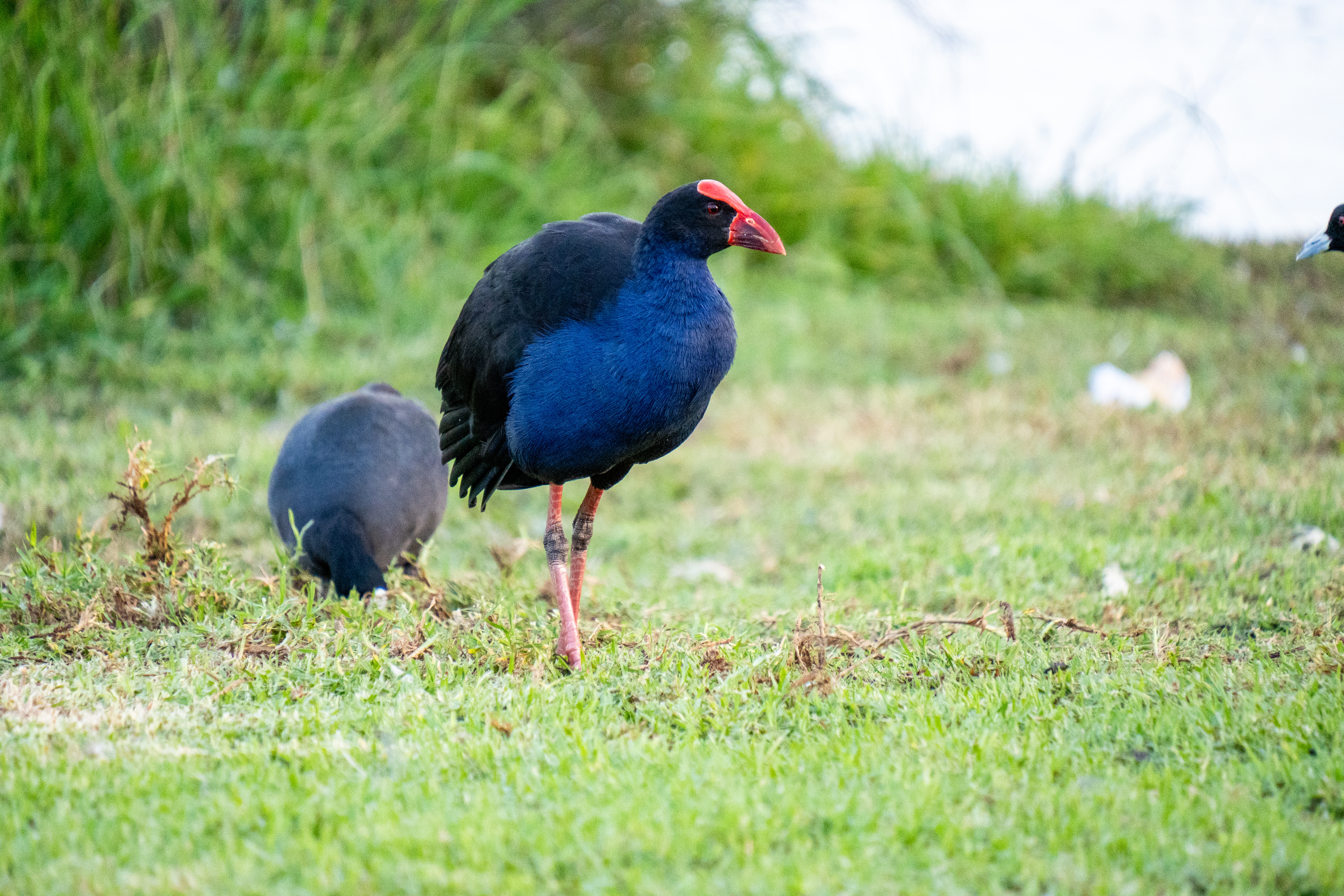 Australia Wildlife — photograph 37