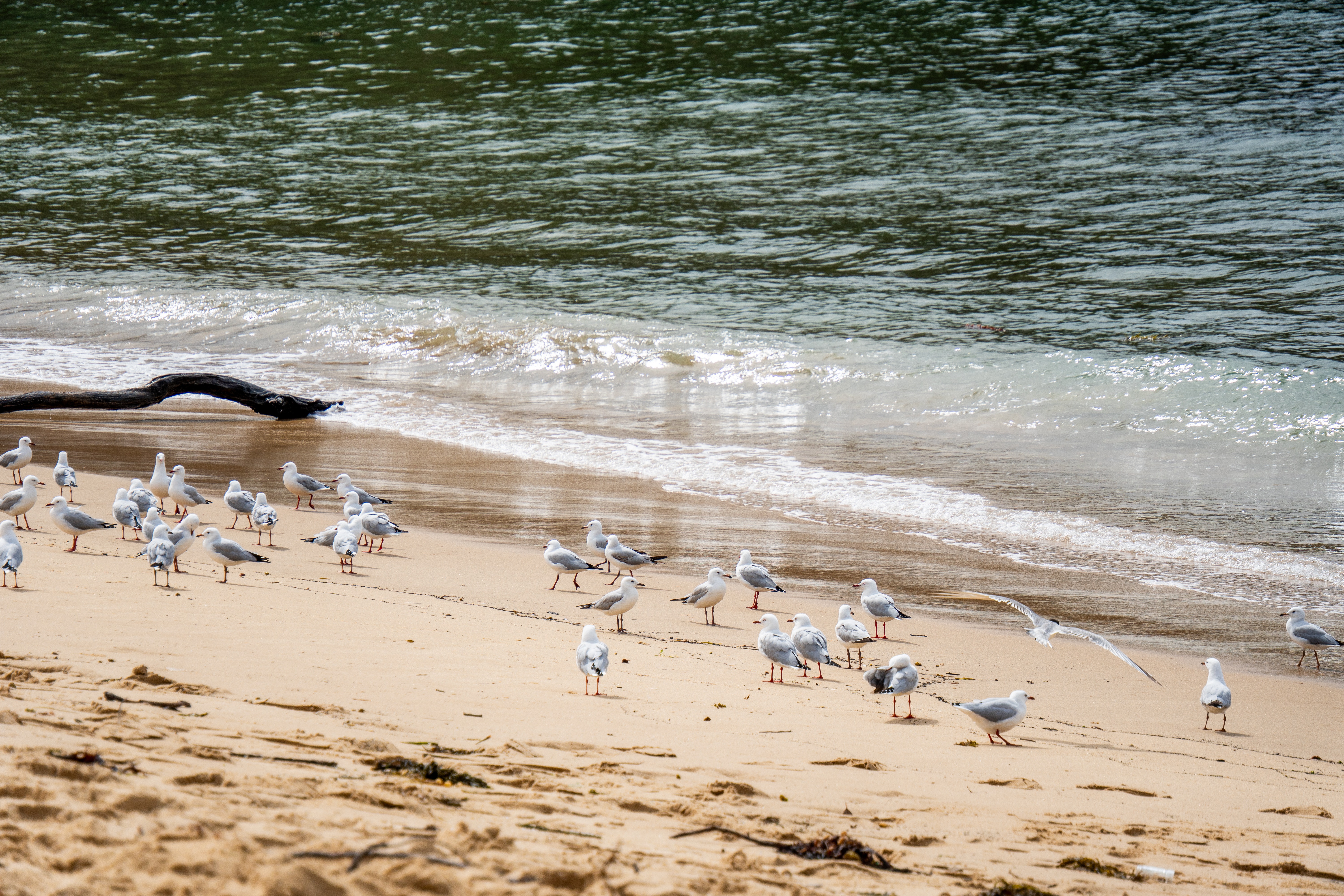 Australia — photograph 66